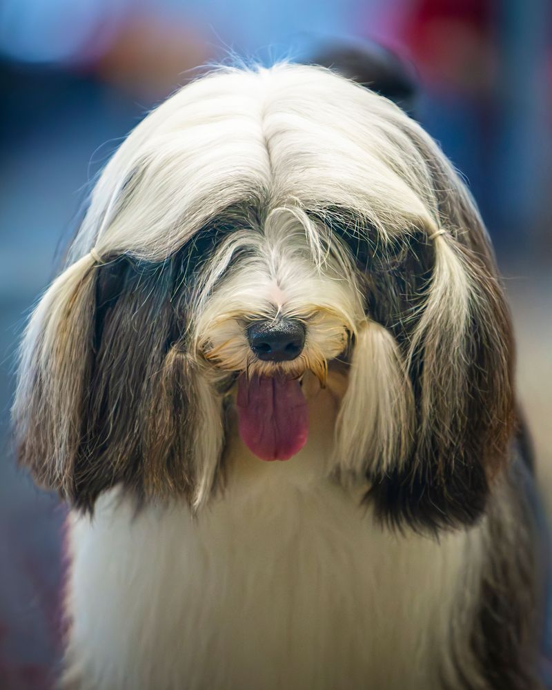 Havanese