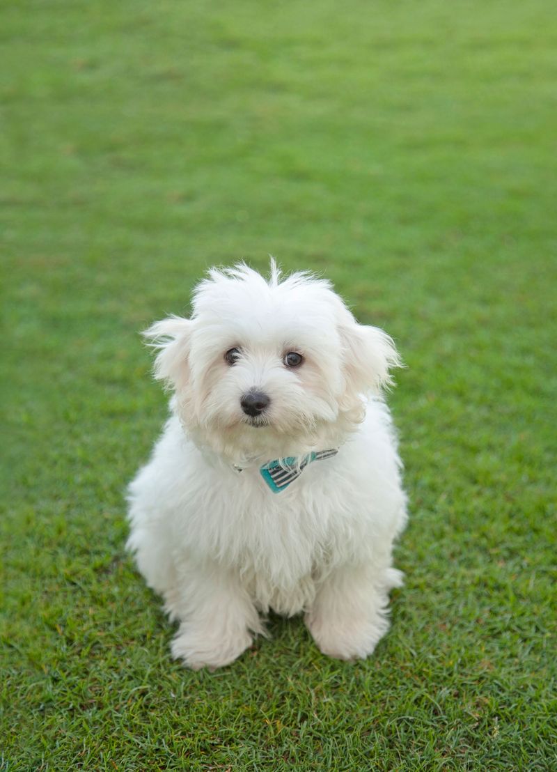 Coton de Tulear: The Anti-Depressant Pup
