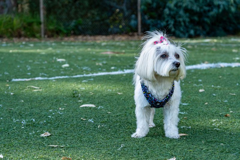Maltese: The Sunshine Spectator