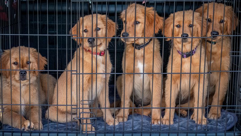 Breeders and Kennels Face Two Layers