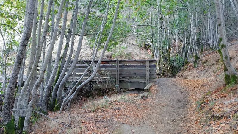 Ship's Mast Trail at Indian Tree Preserve: A Woodland Detour