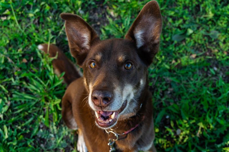 Australian Kelpie: Built for Busy Days