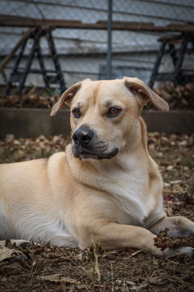 Black Mouth Cur: A Versatile Country Helper