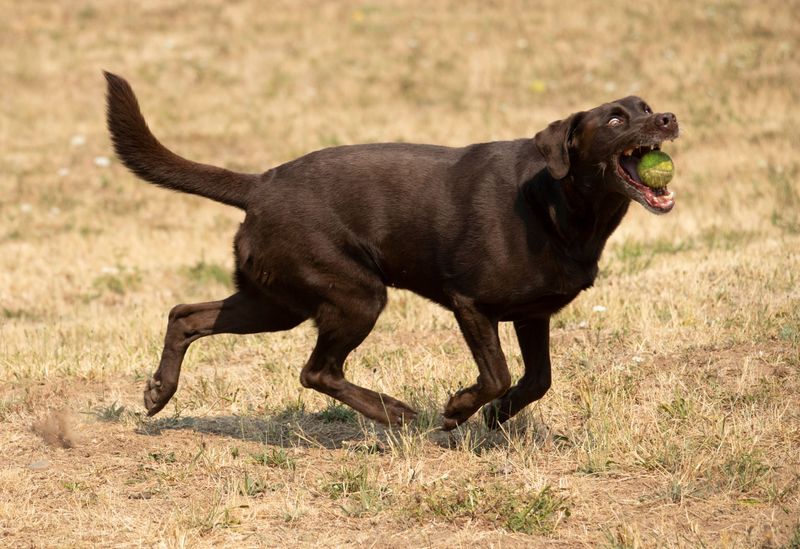 Labrador Retriever: A Cheerful Helper Around The Homestead