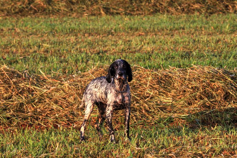 Bluetick Coonhound: The Nose-Led Explorer