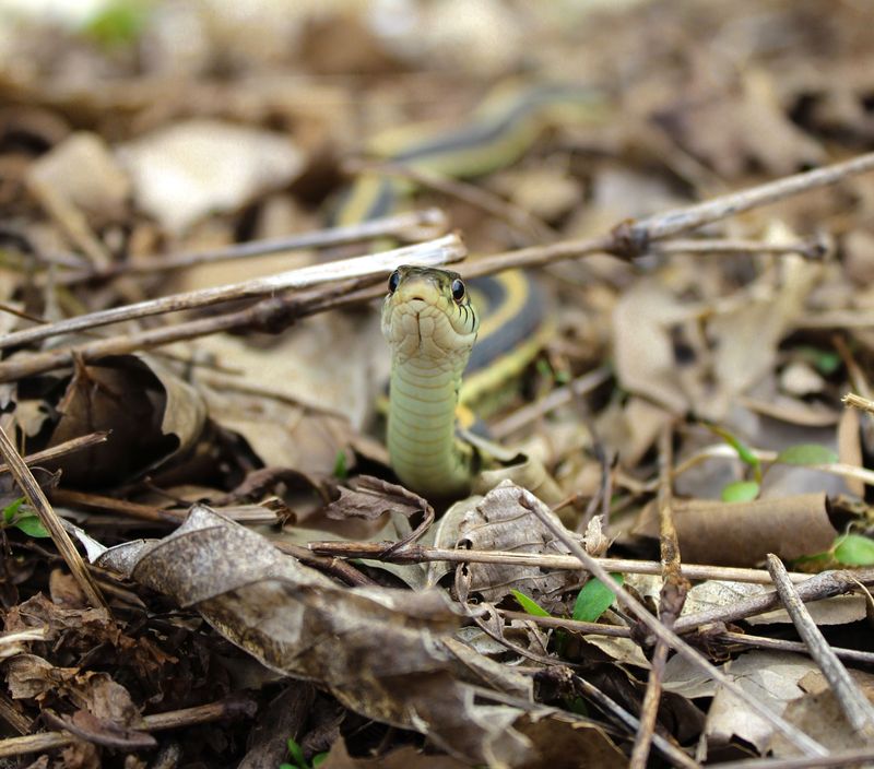Snakes Seeking Dry Ground