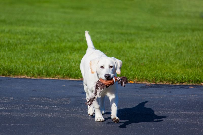 Labrador Retriever: A Willing Fetch-and-Carry Helper