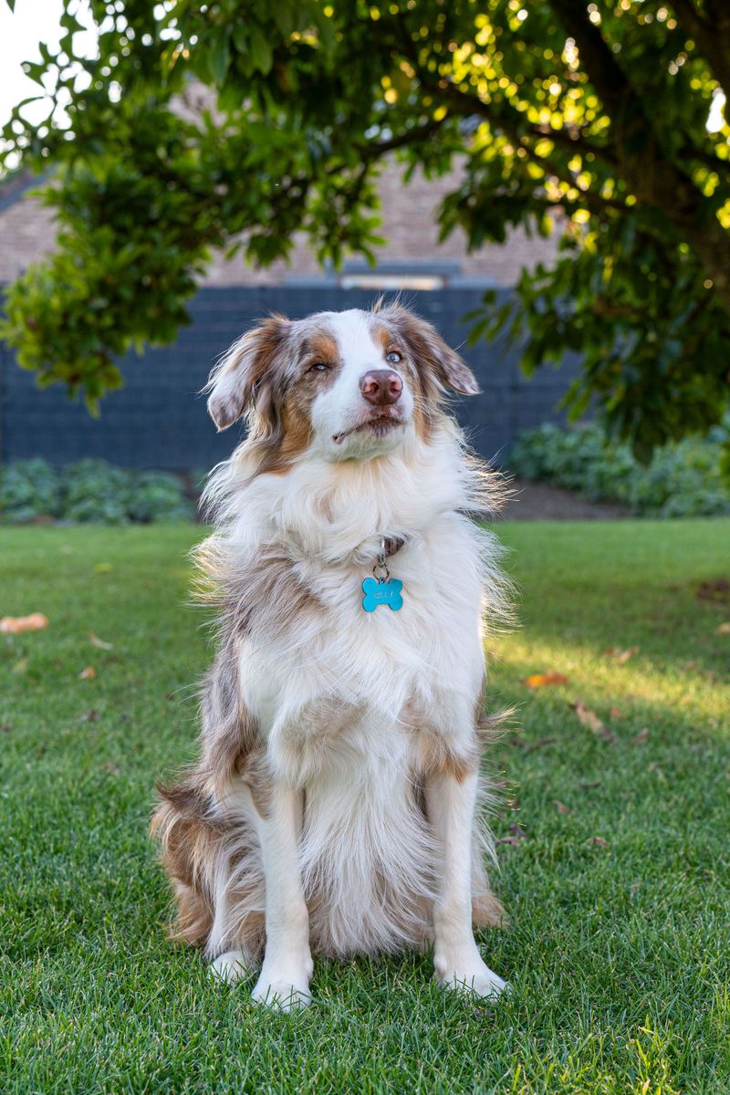 Australian Shepherd: The Versatile Chore Buddy