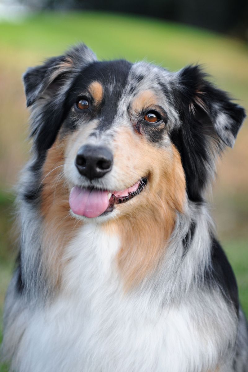 Australian Shepherd: A Versatile Chore Partner