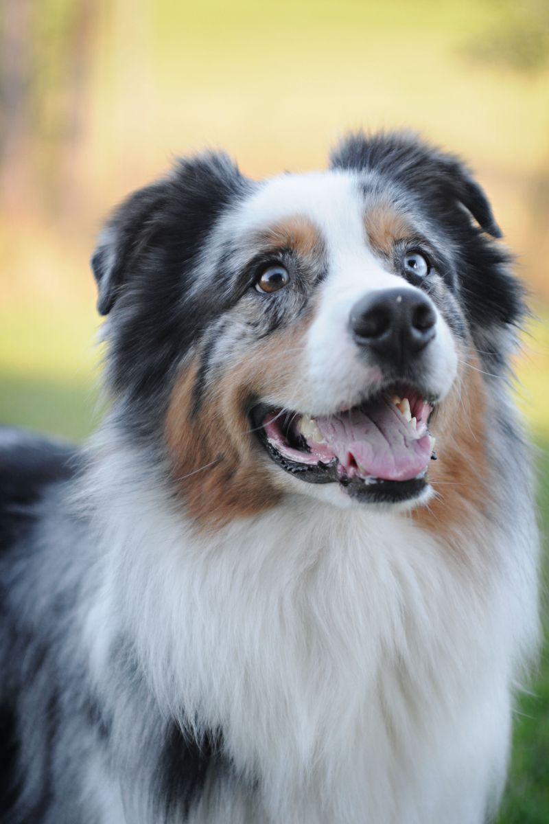 Australian Shepherd: Cowboy Energy in a Fluffy Coat