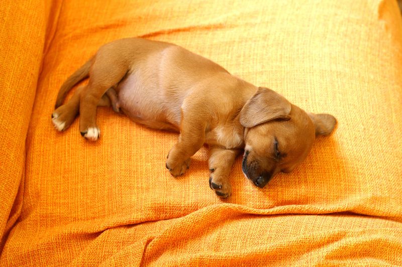 Build a Schedule Around Meals, Naps, and Play