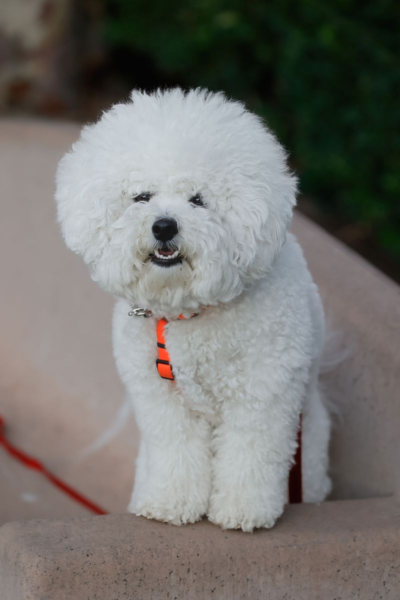 Bichon Frise: A Cloud With Legs