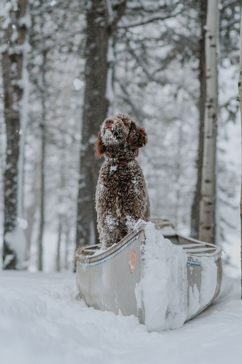 American Water Spaniel: Curly Canoe Companion