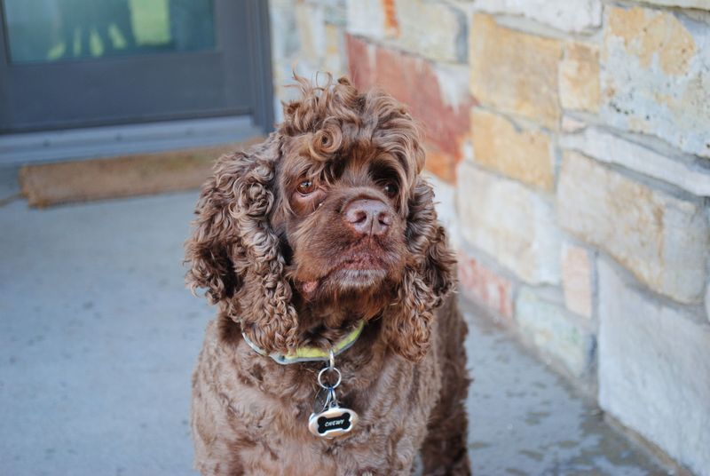 American Water Spaniel: A Midwest Original