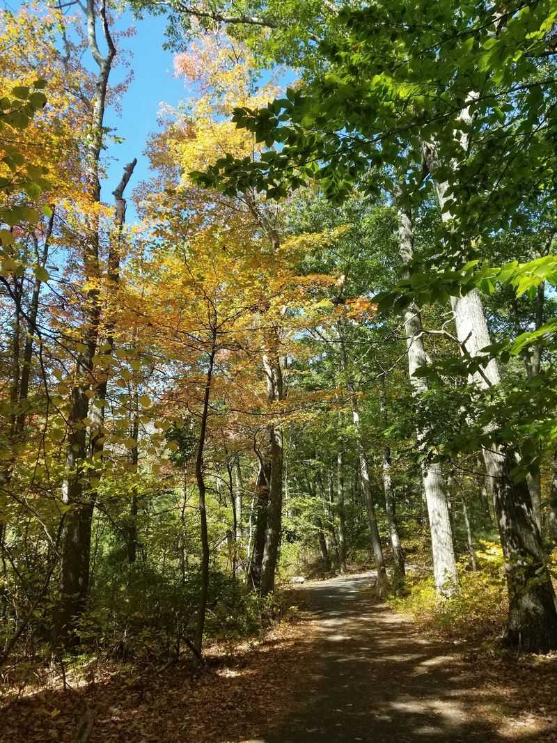Stony Brook Reservation: Find a Forest Pause in Boston