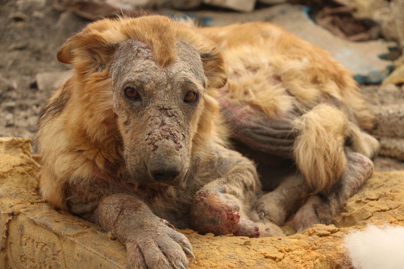 When Inaction Becomes Aggravated Cruelty