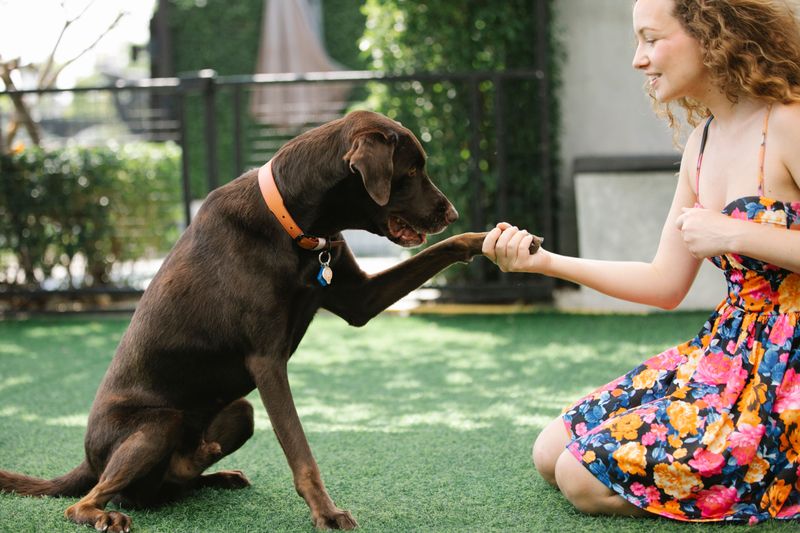 Training Certificates or Obedience Records