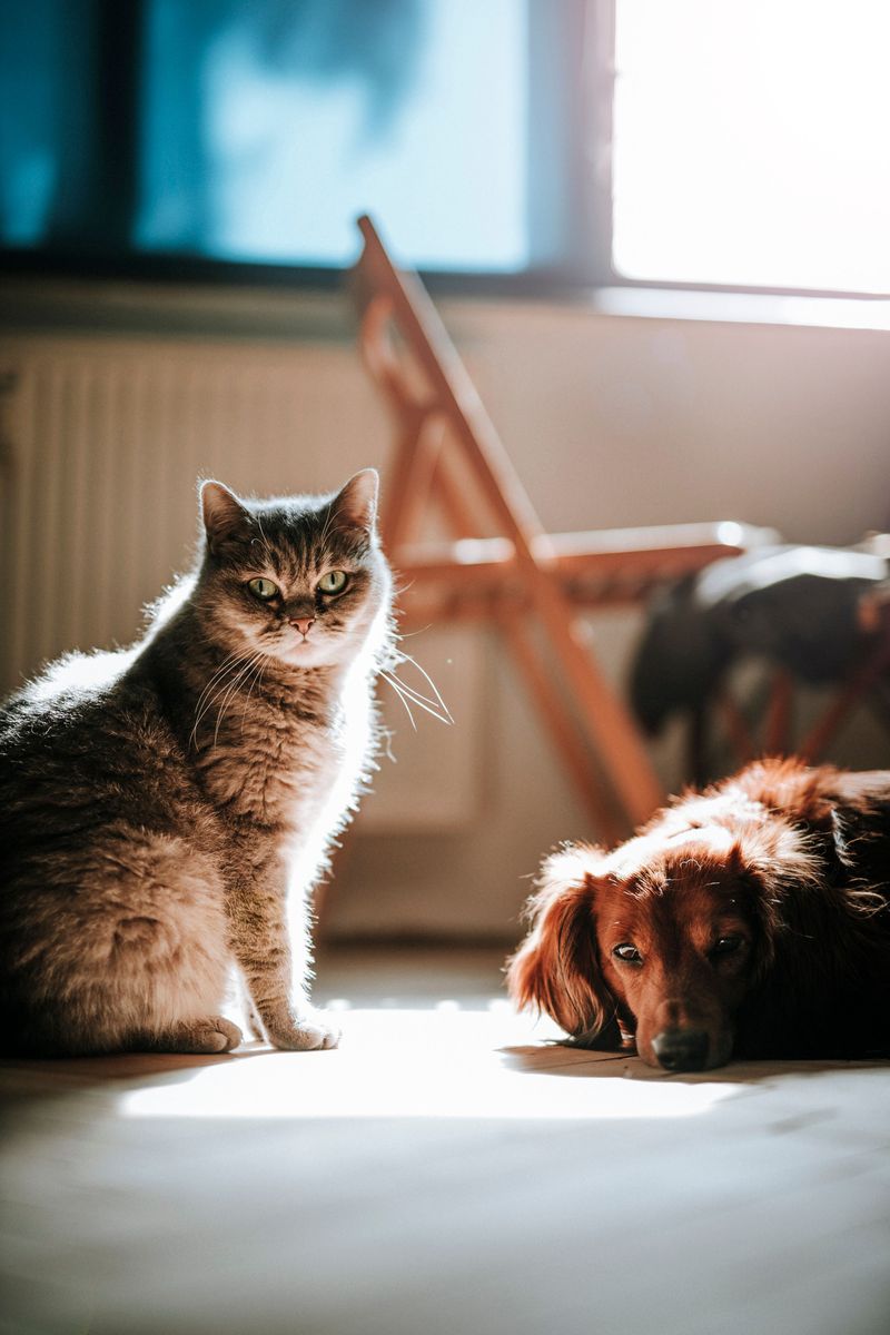 How Many Pets Can Live Here?