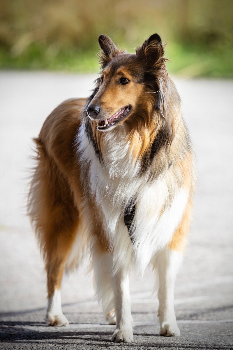 Rough Collie: Lassie Goes Ranching