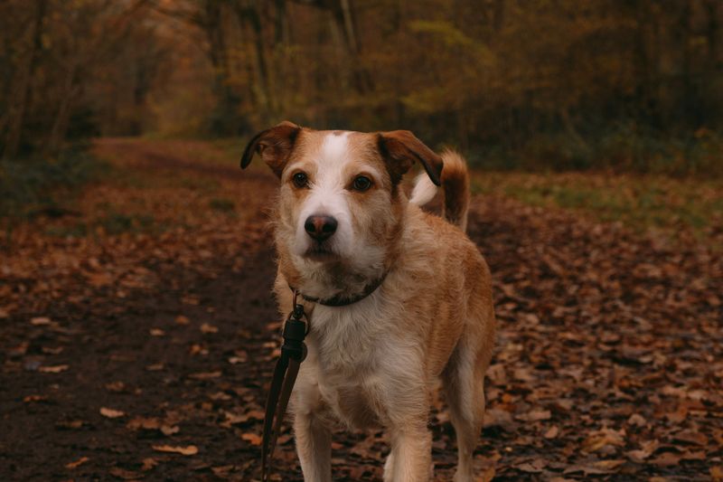 Check Your Dog’s Recall Skills