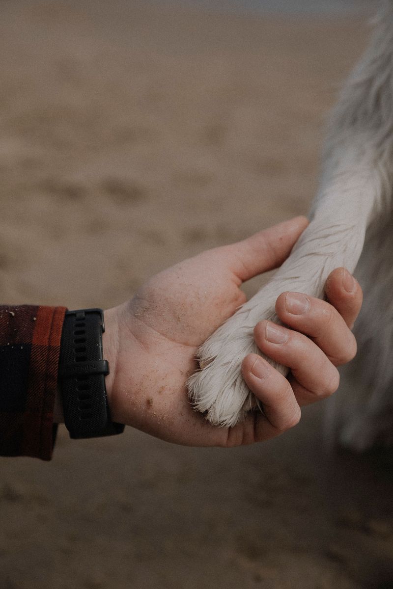 Check Your Dog's Paws After Walking on Sand