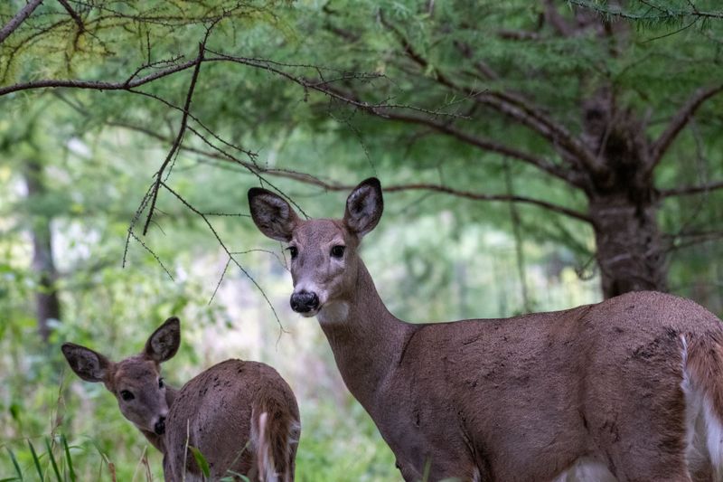 Watch for Wildlife Along the Trail