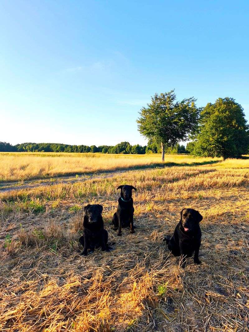 Labrador Retriever: Dependable Around Dove Fields