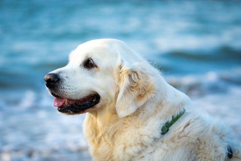 Golden Retriever: Sunshine With a Soft Mouth