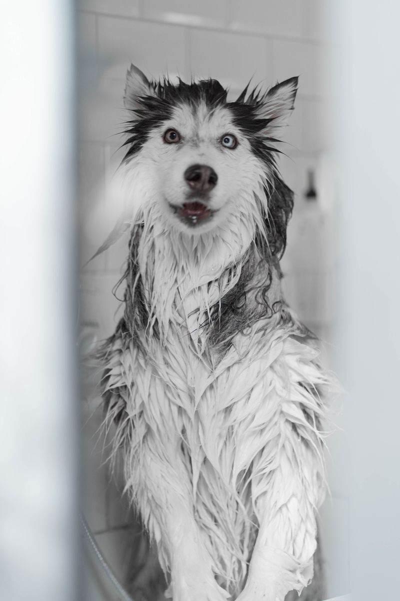 Adjust Bathing to Your Dog’s Coat