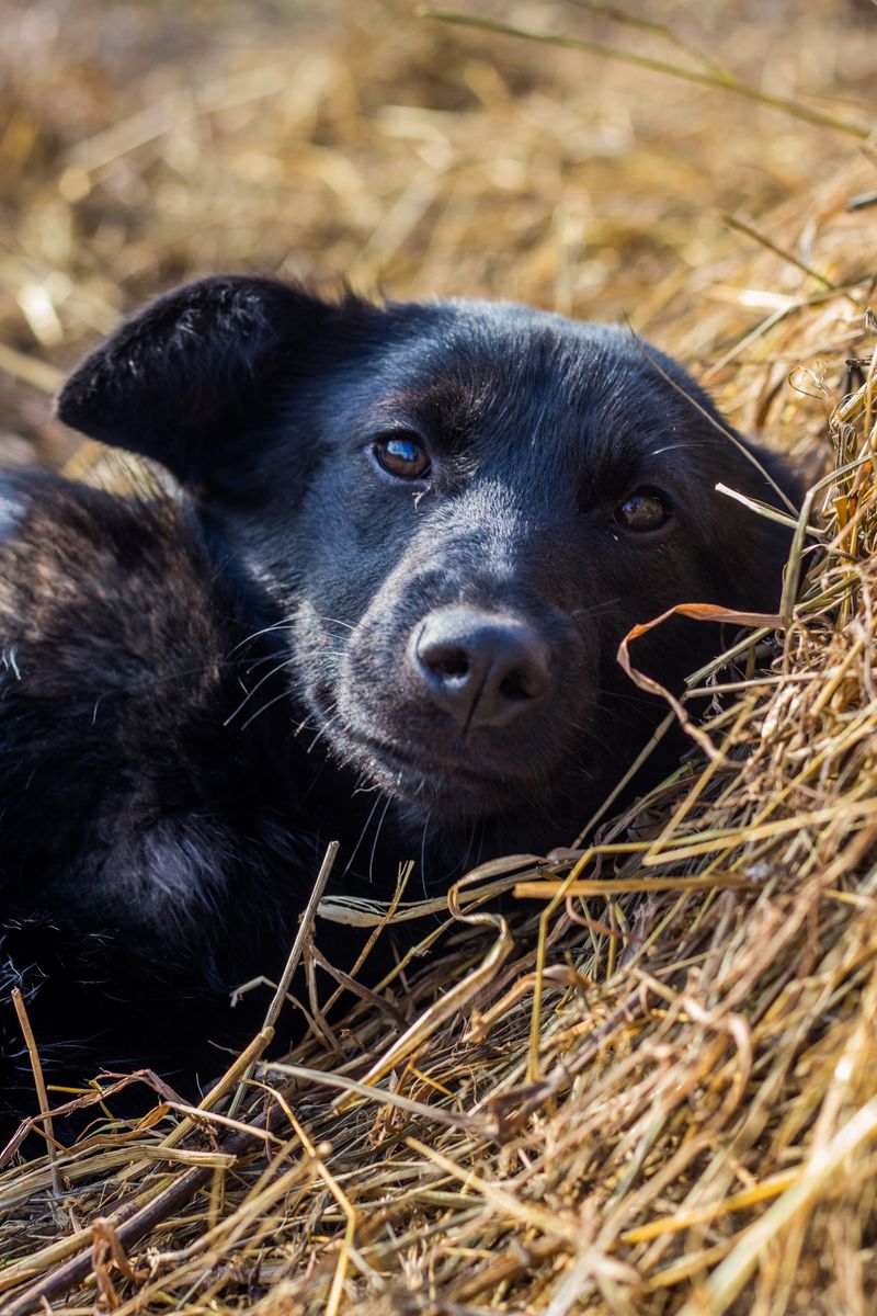 Dry Bedding for Cold Nights