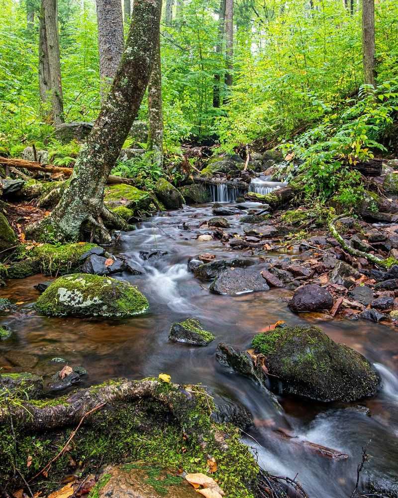 Tillman Ravine Trail: Cool Shade and Creek Music