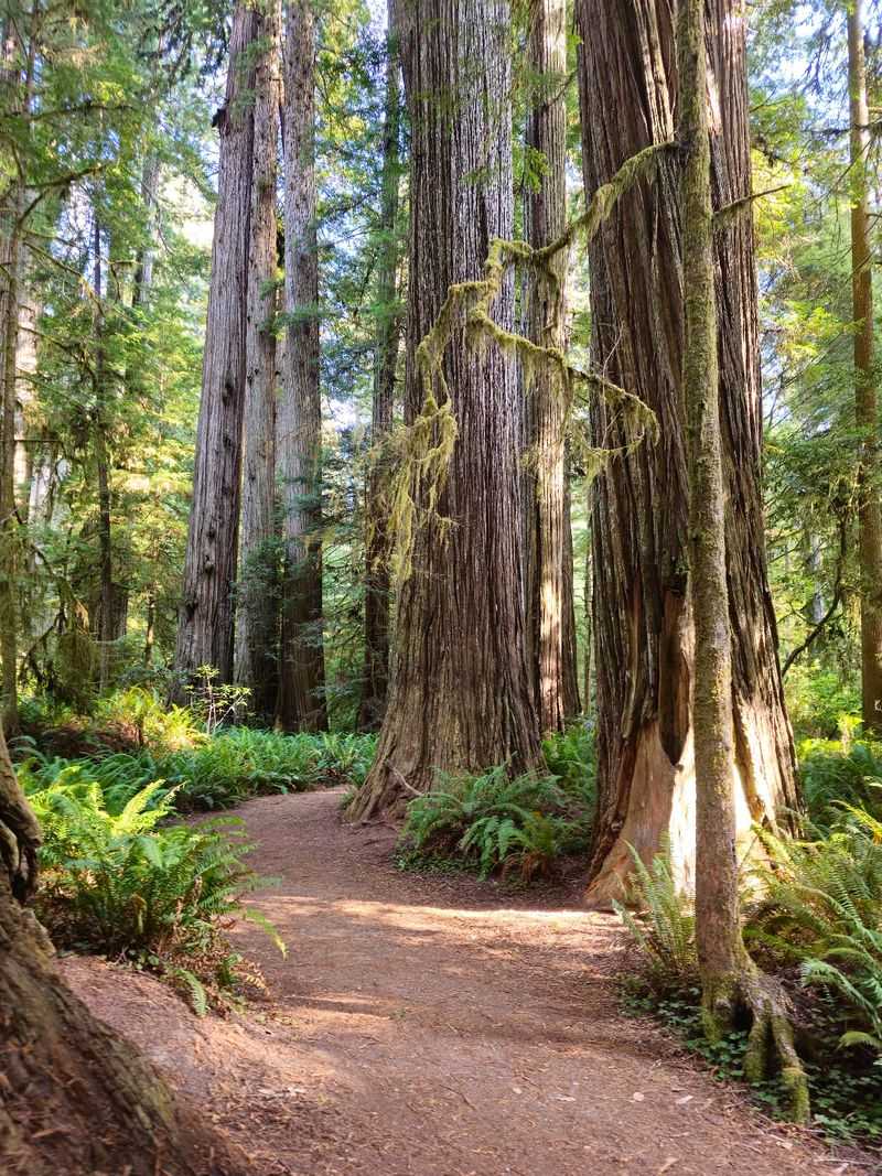 Walker Road: A Gentle Forest Ramble