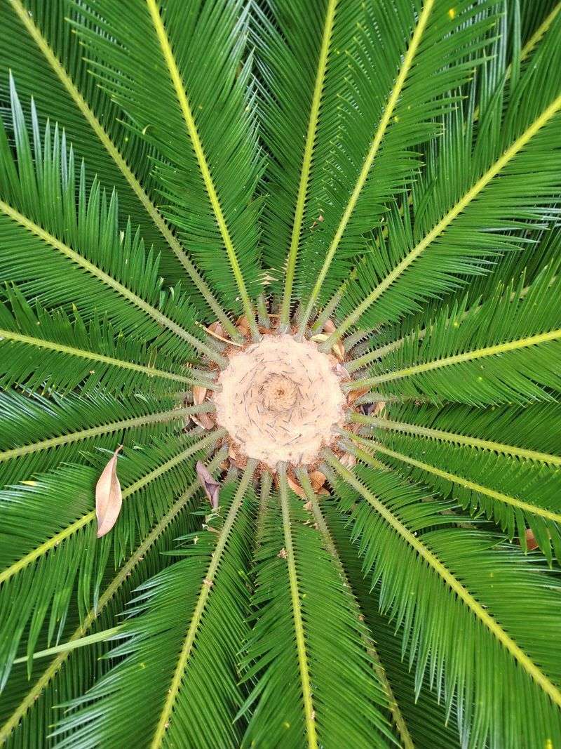 A Clear Plant Photo Helps Identification