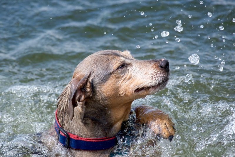 Plan Baths and Swims Around Topicals