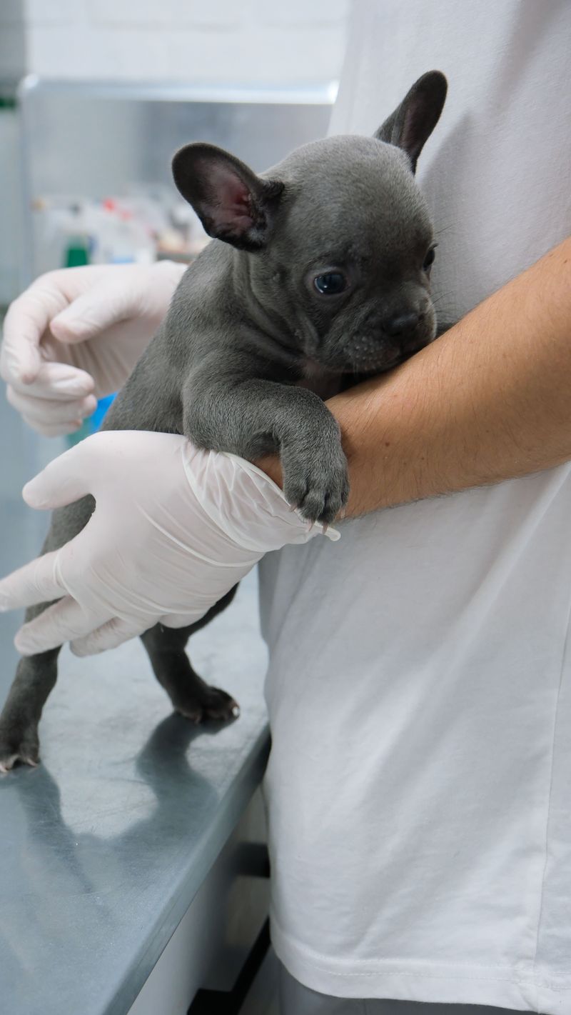 When Should Puppies Begin Heartworm Prevention?