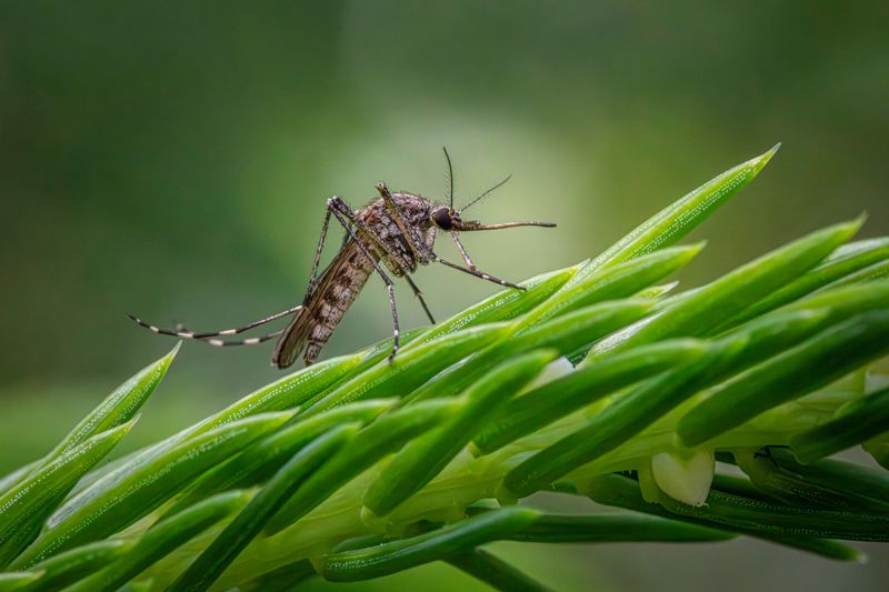 Are Mosquito Repellents Safe for Dogs?