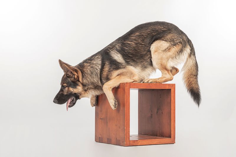 Canine Parkour