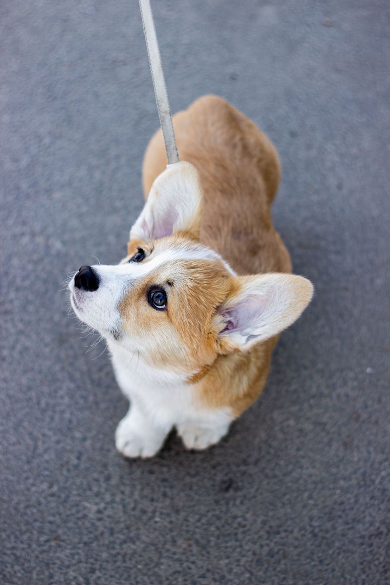 Keep the Leash Short and the Trip Boring