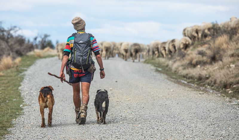 Keep Your Dog Safe Around Roadside Animals and Debris