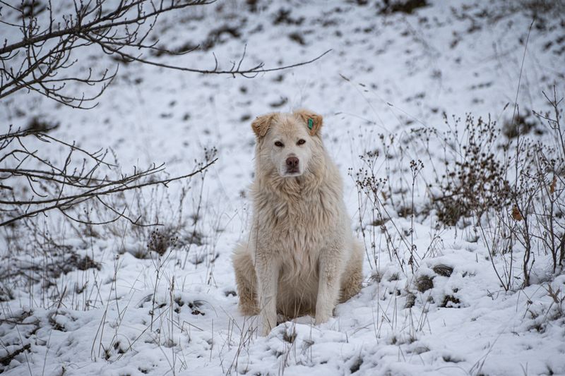 Kuvasz: Hungary's Snowy Guardian