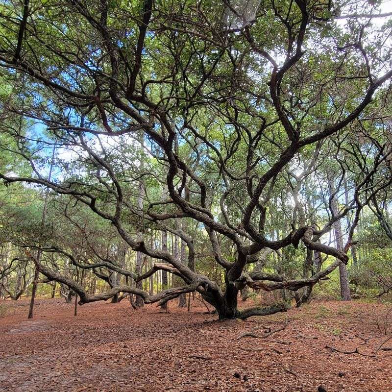 Step Beneath Oaks at Currituck Banks Reserve