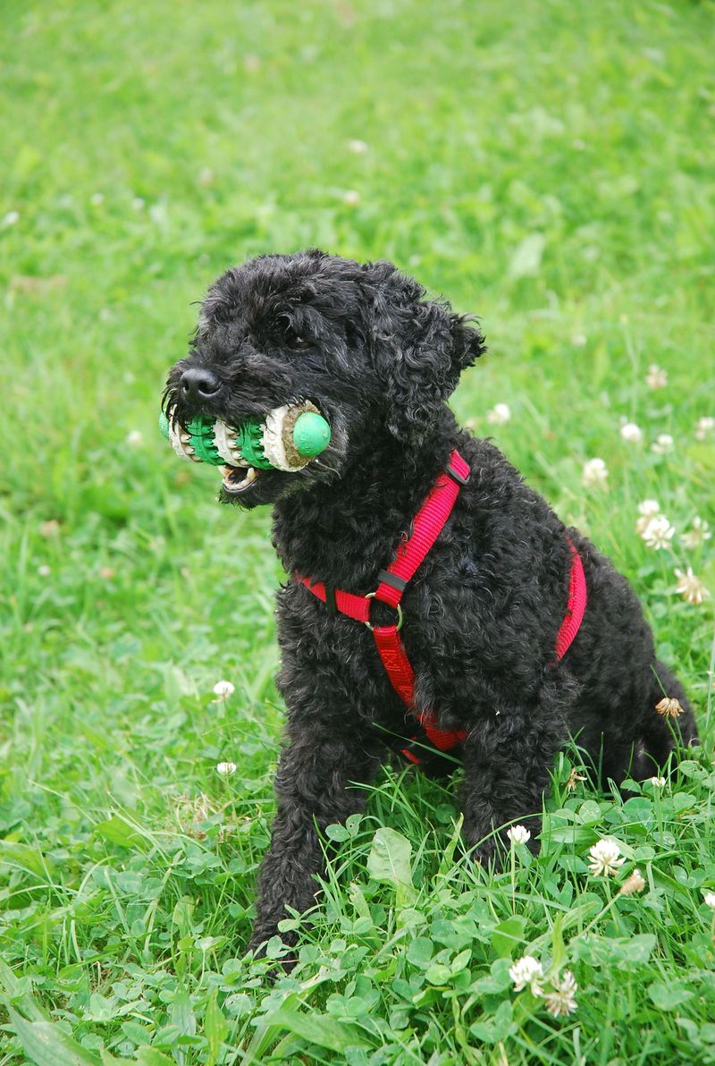 Miniature Poodle: The Duck Fetcher in Disguise