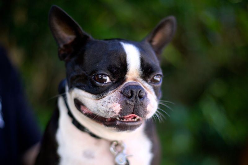 Boston Terrier: The American Gentleman