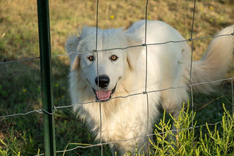 Rural Acreage Fencing and Gates