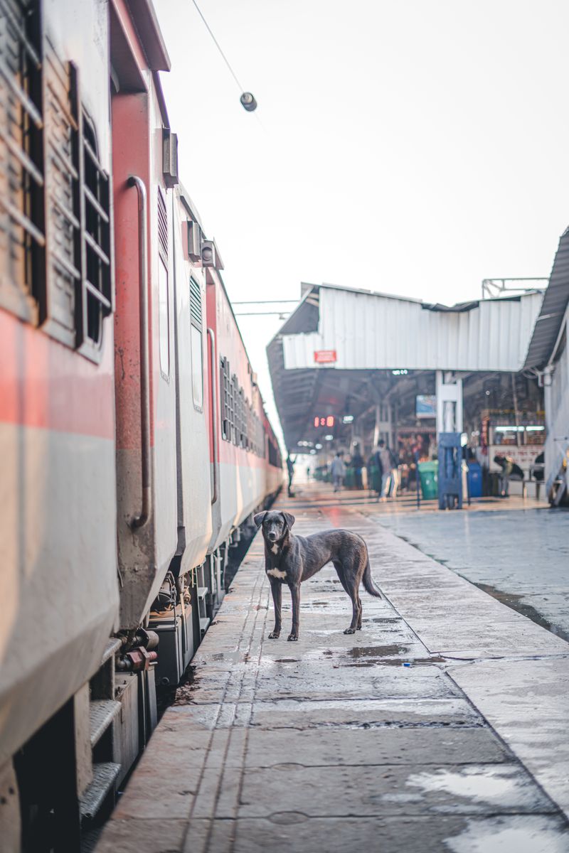Verify Caltrain's Pet Restrictions