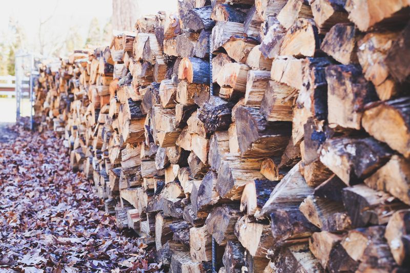 Keep Dogs Away From Leaf Piles and Woodpiles