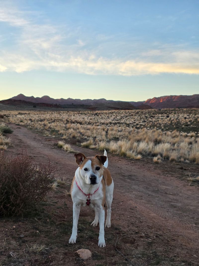 Confirm Where Dogs Are Allowed