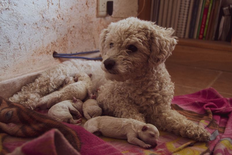 Ask Where the Puppies Were Born and Raised
