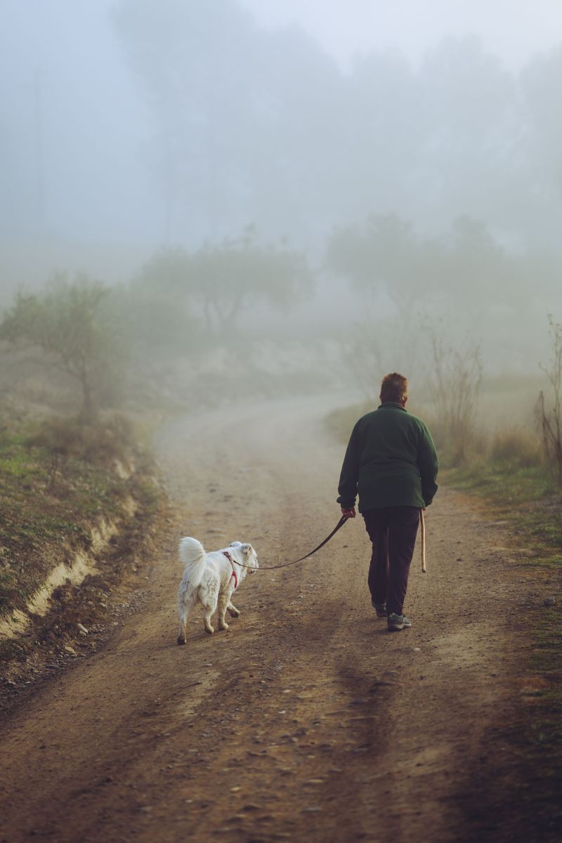 Move Long Walks to the Cooler Morning Hours