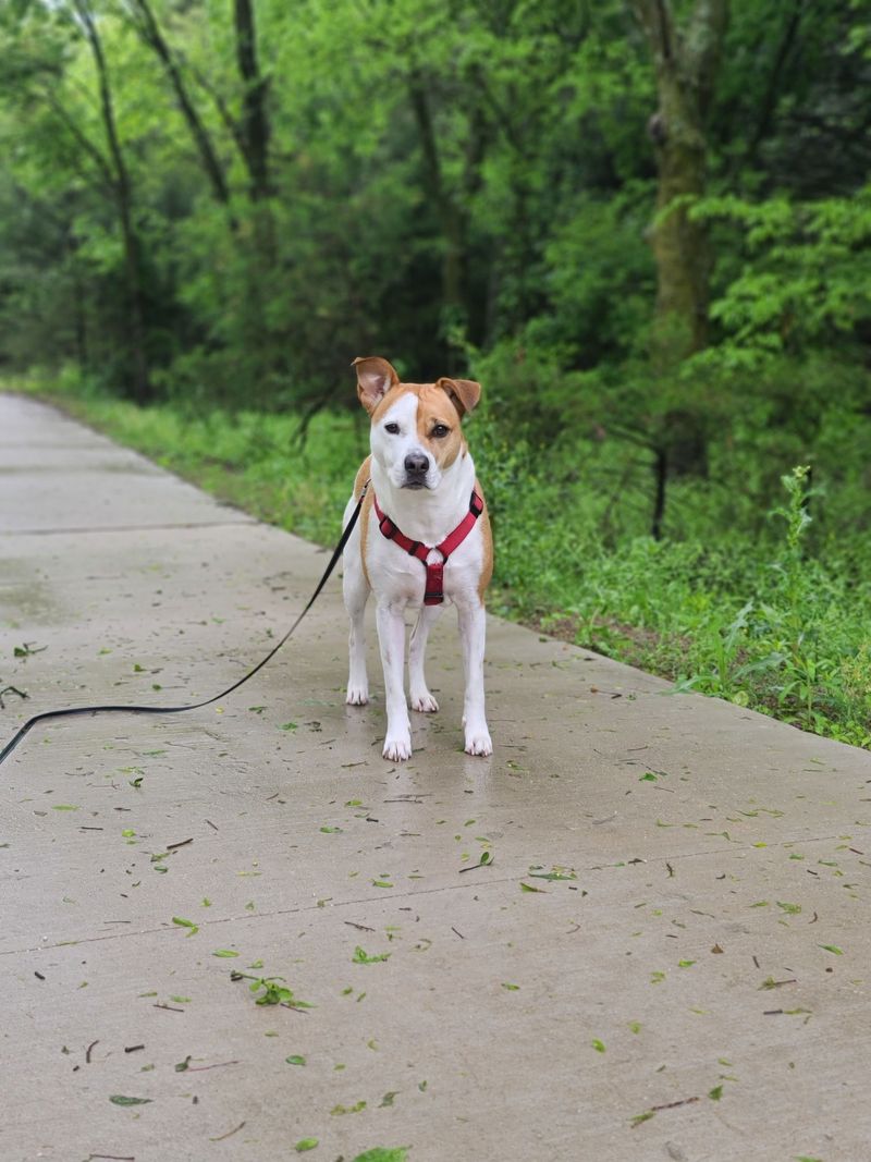 Choose Safer Walking Areas Away From the Water